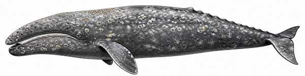 Espèces de cétacés - Baleine grise - Eschrichtius robustus