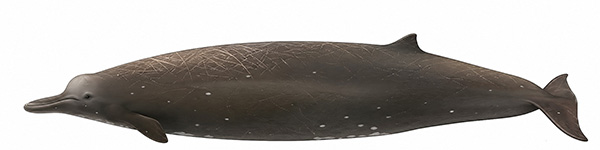 Espèces de cétacés - Bérardie d'Arnoux - Berardius arnuxii