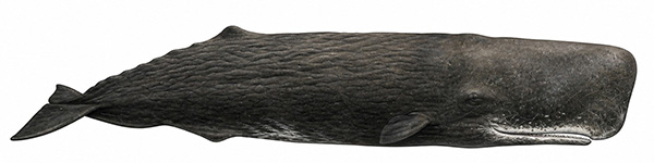 Espèces de cétacés - Cachalot - Physeter macrocephalus