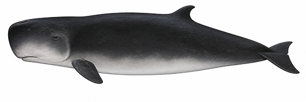 Espèces de cétacés - Cachalot pygmée - Kogia breviceps