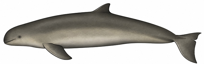 Espèces de cétacés - Dauphin à aileron retroussé d'Australie - Orcaella heinsohni