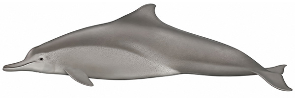 Espèces de cétacés - Dauphin à bosse d'Australie - Sousa sahulensis