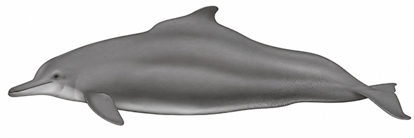 Espèces de cétacés - Dauphin à bosse de l'Atlantique - Sousa teuszii