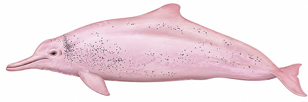 Espèces de cétacés - Dauphin à bosse de l'Indo Pacifique - Sousa chinensis
