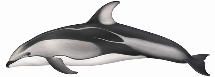Espèces de cétacés - Dauphin à flancs blancs du Pacifique - Aethalodelphis obliquidens