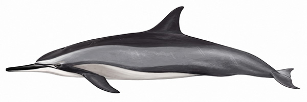 Espèces de cétacés - Dauphin à long bec - Stenella longirostris