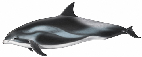 Espèces de cétacés - Dauphin à nez blanc - Lagenorhynchus albirostris