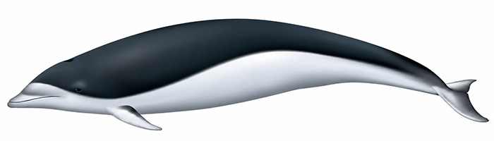 Espèces de cétacés - Dauphin aptère austral - Lissodelphis peronii