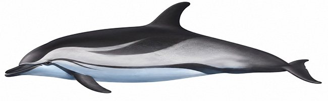 Espèces de cétacés - Dauphin bleu et blanc - Stenella coeruleoalba