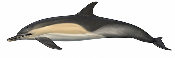 Espèces de cétacés - Dauphin commun - Delphinus delphis