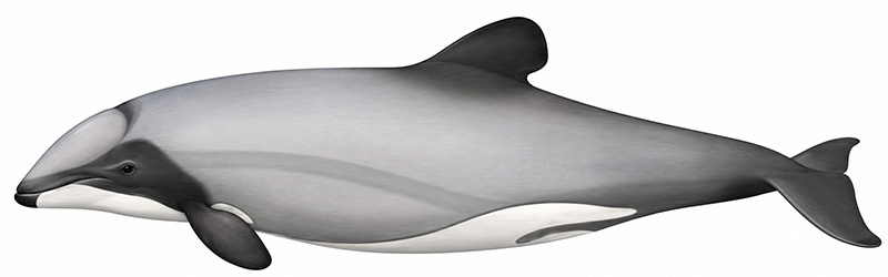 Espèces de cétacés - Dauphin d'Hector - Cephalorhynchus hectori
