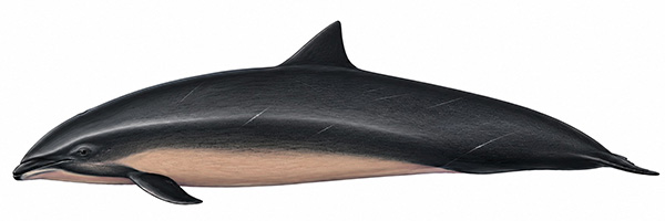 Espèces de cétacés - Dauphin de Fraser - Lagenodelphis hosei