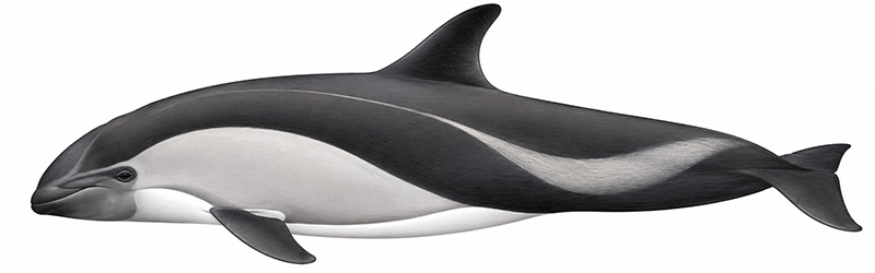 Espèces de cétacés - Dauphin de Peale - Cephalorhynchus australis