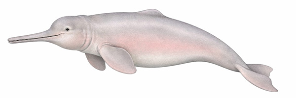 Espèces de cétacés - Dauphin de l'Araguaia - Inia araguaiaensis