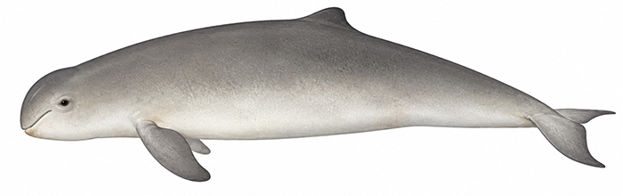 Espèces de cétacés - Dauphin de l'Irrawaddy - Orcaella brevirostris