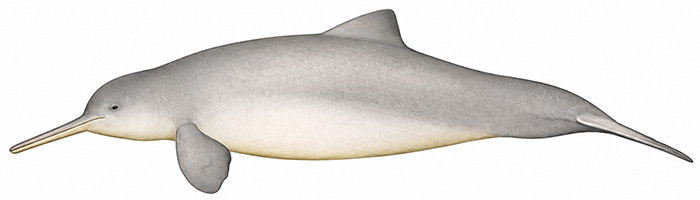 Espèces de cétacés - Dauphin de la Plata - Pontoporia blainvillei