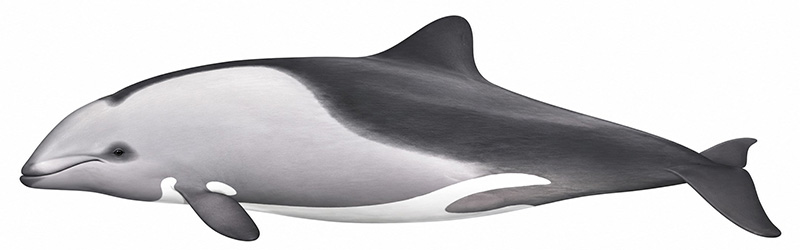 Espèces de cétacés - Dauphin du Cap - Cephalorhynchus heavisidii
