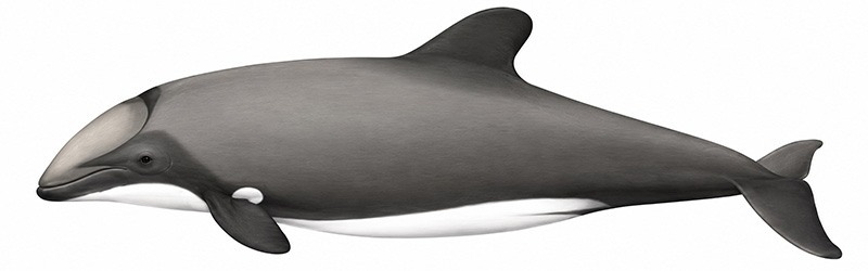 Espèces de cétacés - Dauphin du Chili - Cephalorhynchus eutropia