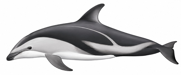 Espèces de cétacés - Dauphin obscur - Aethalodelphis obscurus