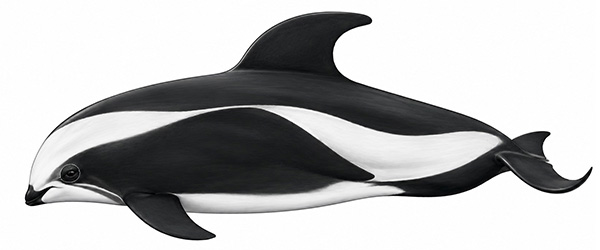 Espèces de cétacés - Dauphin sablier - Cephalorhynchus cruciger