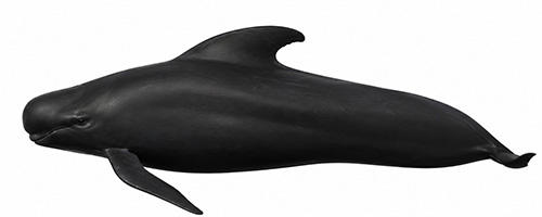 Espèces de cétacés - Globicéphale noir - Globicephala melas