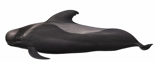 Espèces de cétacés - Globicéphale tropical - Globicephala macrorhynchus