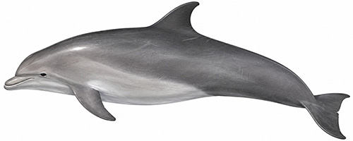 Espèces de cétacés - Grand dauphin - Tursiops truncatus