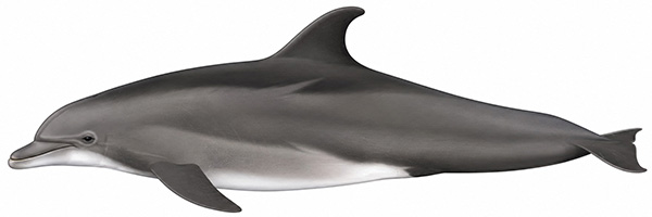 Espèces de cétacés - Grand dauphin de Tamanend - Tursiops erebennus