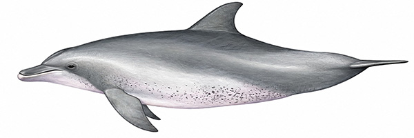 Espèces de cétacés - Grand dauphin de l'Indo Pacifique - Tursiops aduncus