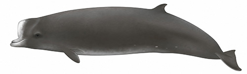 Espèces de cétacés - Hyperodon boréal - Hyperoodon ampullatus