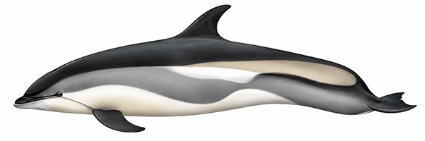 Espèces de cétacés - Lagénorhynque à flancs blancs - Leucopleurus acutus