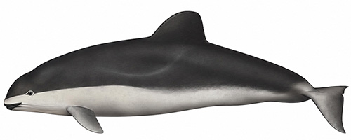 Espèces de cétacés - Marsouin à lunettes - Phocoena dioptrica