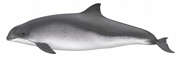 Espèces de cétacés - Marsouin commun - Phocoena phocoena