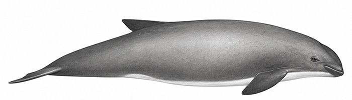 Espèces de cétacés - Marsouin de Burmeister - Phocoena spinipinnis