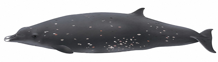 Espèces de cétacés - Mésoplodon japonais - Mesoplodon Ginkgodens