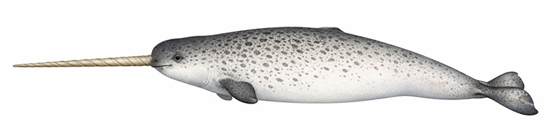 Espèces de cétacés - Narval - Monodon monoceros