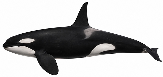 Espèces de cétacés - Orque - Orcinus orca