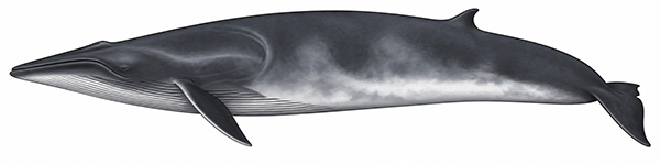 Espèces de cétacés - Petit rorqual de l'Antarctique - balaenoptera bonaerensis