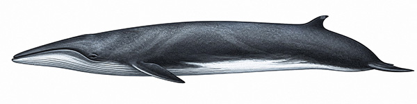Espèces de cétacés - Rorqual boréal - balaenoptera borealis