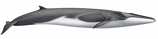 Espèces de cétacés - Rorqual commun - balaenoptera physalus