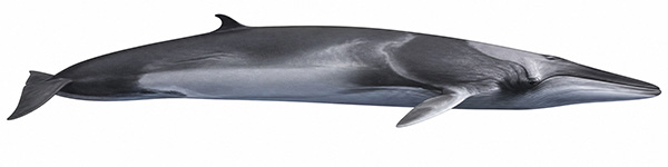 Espèces de cétacés - Rorqual d'Omura - balaenoptera omurai