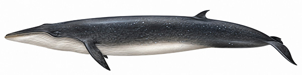 Espèces de cétacés - Rorqual de Bryde - Sous espèce pélagique - balaenoptera brydei