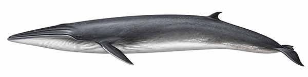 Espèces de cétacés - Rorqual de Bryde - sous espèce côtière - balaenoptera edeni