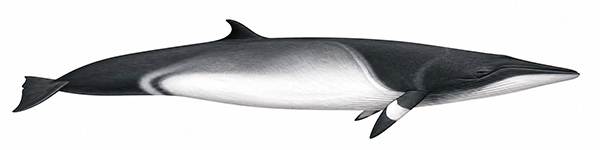 Espèces de cétacés - Rorqual de Minke - balaenoptera acutorostrata