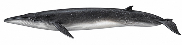 Espèces de cétacés - Rorqual de Rice - balaenoptera ricei