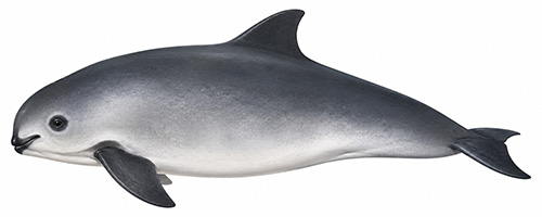 Espèces de cétacés - Vaquita - Phocoena sinus
