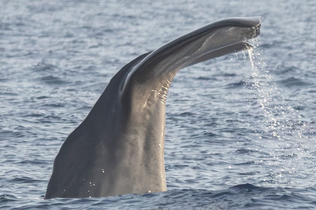 Voyage scientifique - croisière à la voile - Observer les cétacés de Méditerranée - Cachalot