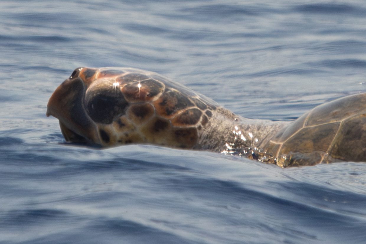 croisières scientifiques et naturalistes avec wild seas explorer - croisière à la voile en Méditerranée et observation d'un tortue Caouane