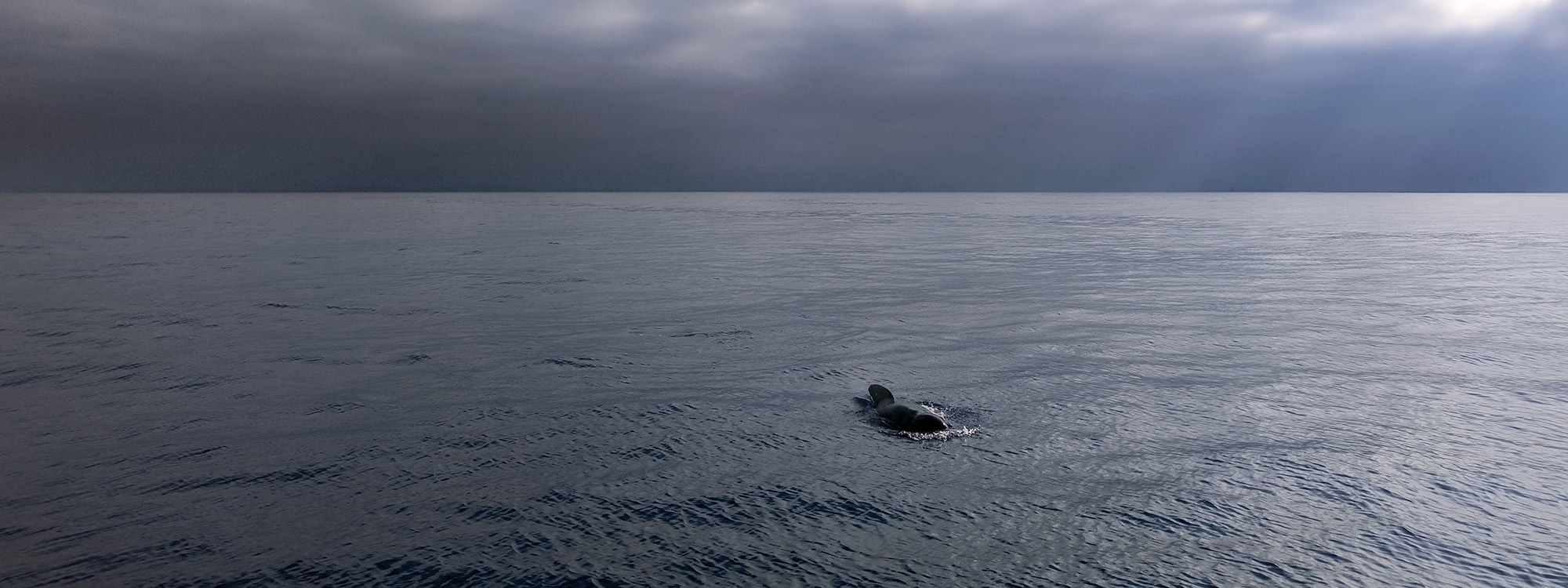 observer, comprendre, documenter, apprendre avec wild seas explorer lors des voyages scientifiques et naturalistes - globicéphale au large des côtes du Var