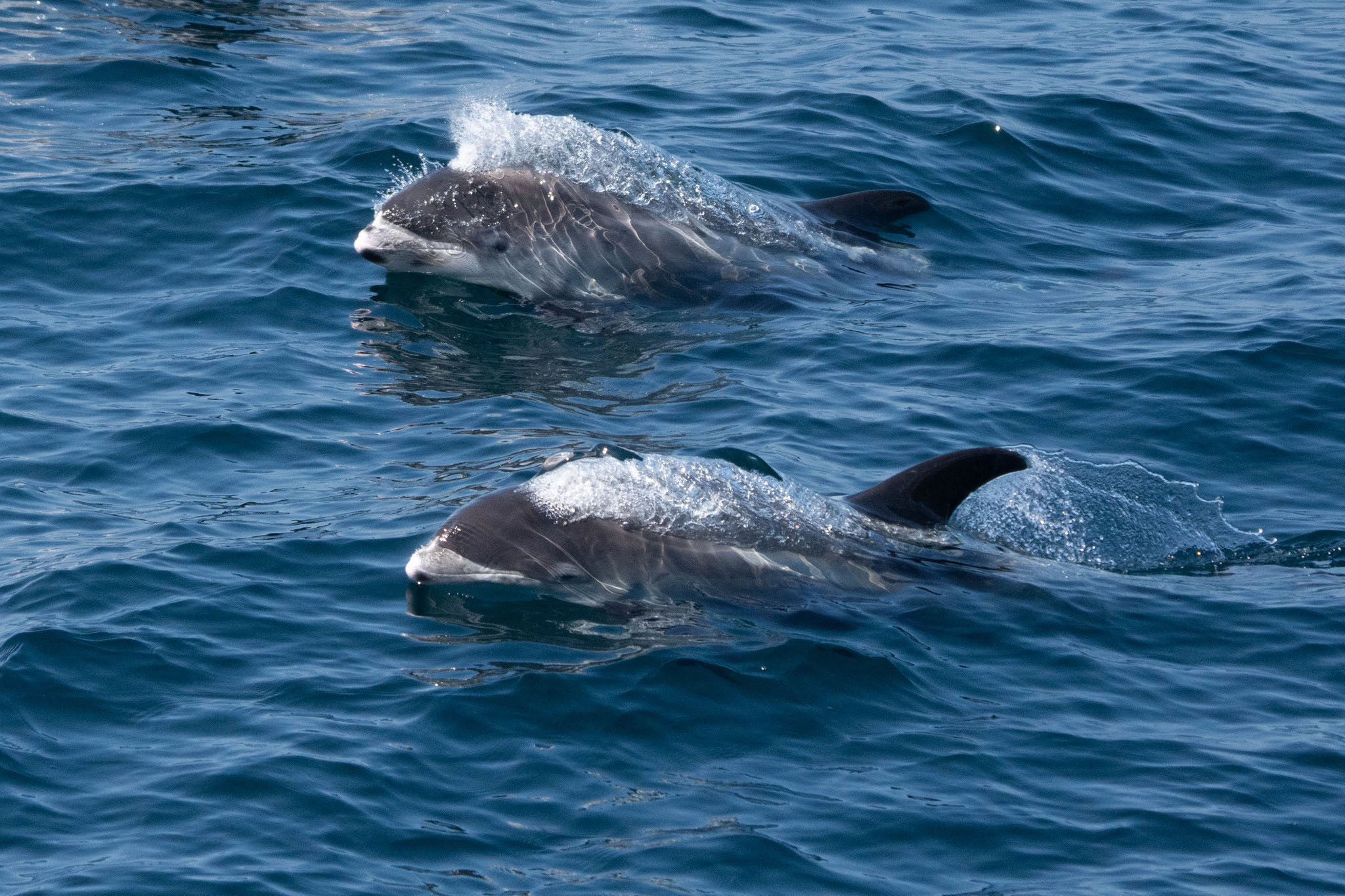 Voyage scientifique - Orques et baleines à bosse de Norvège - Lagenorhynchus albirostris